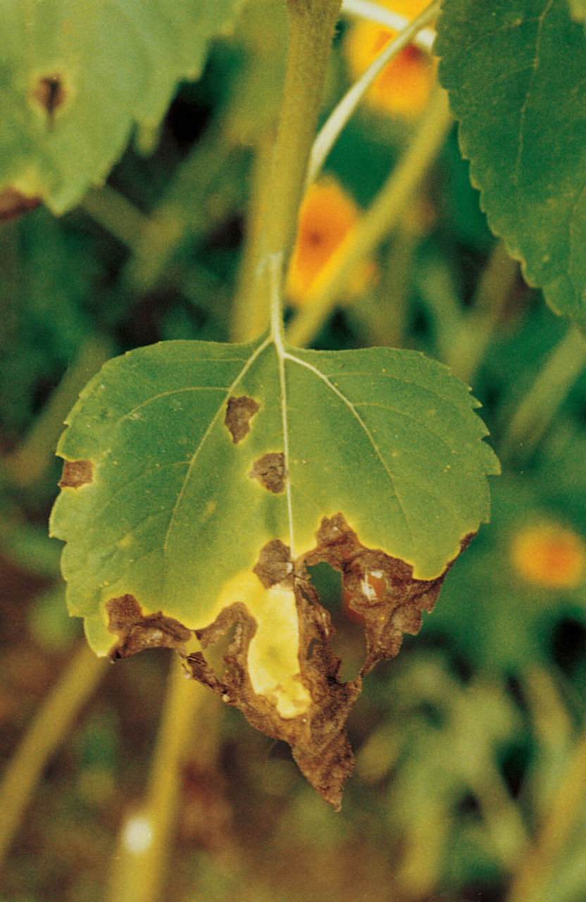 sick leaf
